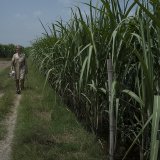 De premières estimations laissent entrevoir une baisse de la production en Thaïlande et en Inde, respectivement deuxième et troisième exportateurs mondiaux, en raison d'El Niño, selon la FAO (archives). KEYSTONE/AP/Altaf Qadri